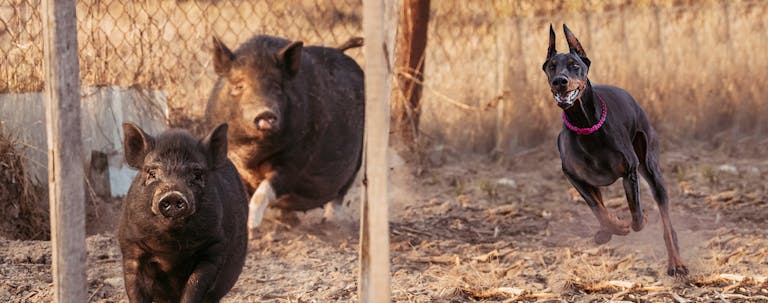 How to Train a Doberman to Hunt Hogs How to Train a Doberman to Hunt Hogs